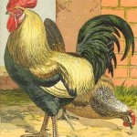 Colored_Dorking_Chicken